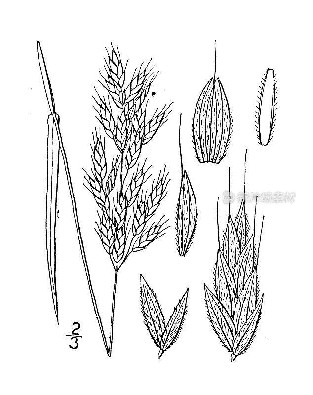 古董植物学植物插图:Bromus Hordeaceus，软象棋